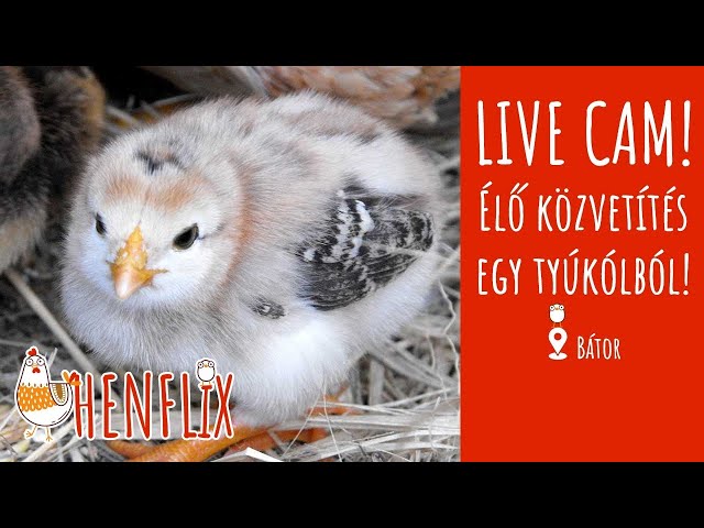 HENFLIX - LIVE Hen house