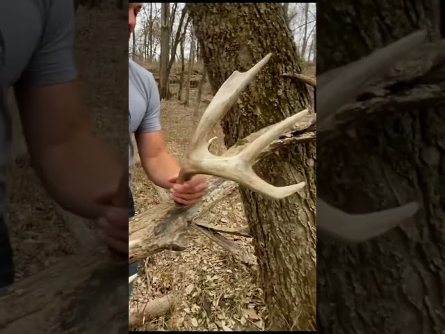 It’s that time of year!! #shedseason #whitetail #shedhunting #fyp #hunting #ytshorts