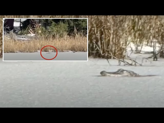 Alligator spotted stuck in icy lake as deep freeze hit the South