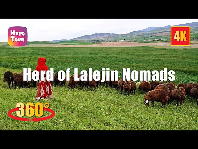 Herd of Lalejin Nomads, Hamedan 360° 4K