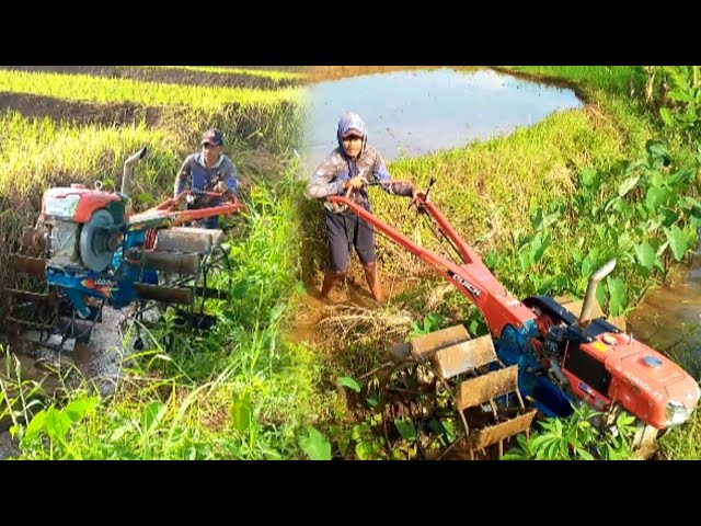 Perjalanan traktor menuju lahan garap‼️