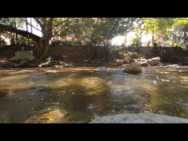 Birds playing in a stream in mexico - VR180