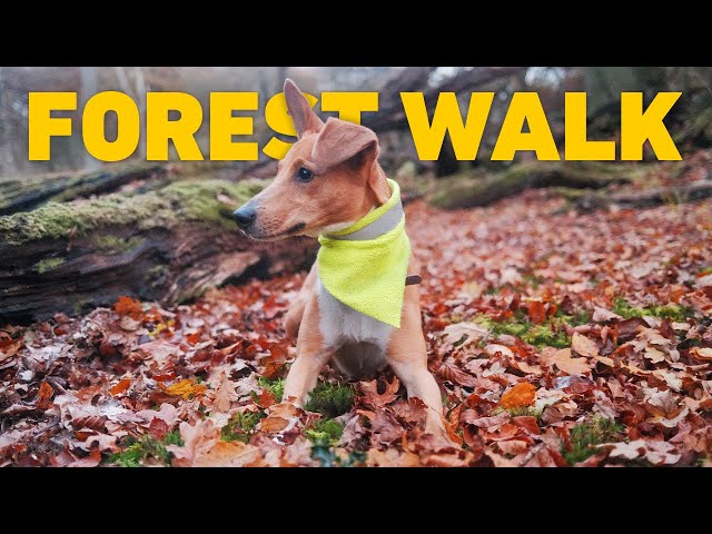 🔴 DOG TV 24/7 🌲 Forest Dog Walk All Seasons Compilation 🐾 Nature Sounds 4K HDR