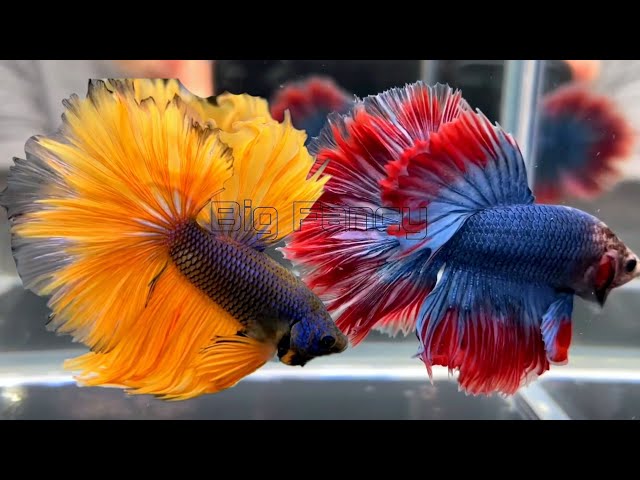 214"Most Beautiful Betta Fish: Stunning Colors & Gorgeous Betta Fish Tanks