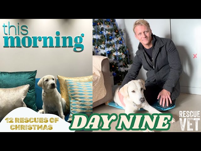 This Morning's Buddy has a training session with Dogs For Autism | DAY 9: 12 RESCUES OF CHRISTMAS