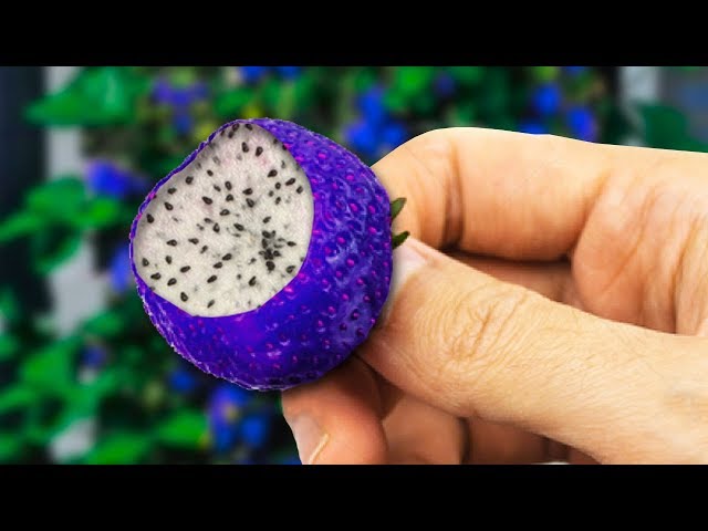 STRANGEST Hybrid Fruits In The World!