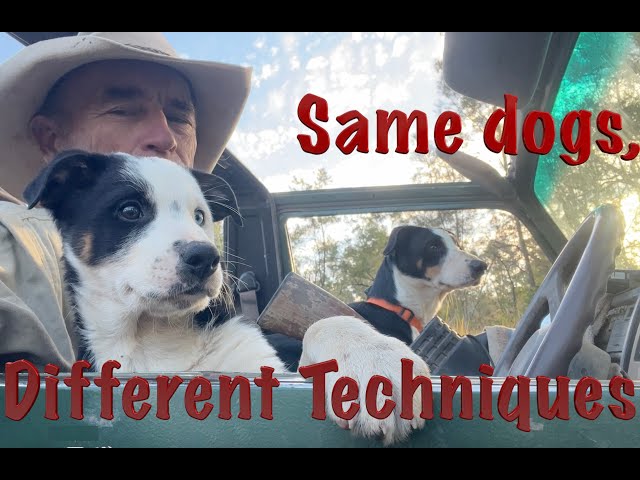 Same dogs, different techniques