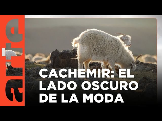 Cachemira de Mongolia: la cara oculta de nuestra ropa | ARTE.tv Documentales