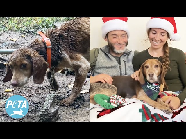 Starving Dog's Life Forever Changed By a Single Call From a Secret Santa