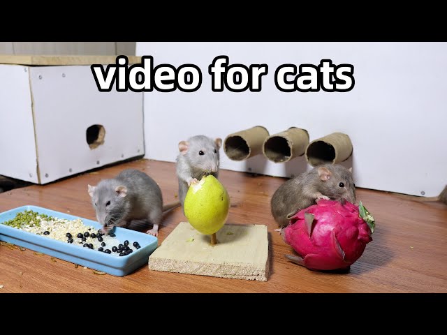 Cat Tv🐭relaxing videos for cats🐭rats in the jerry mouse hole🐭