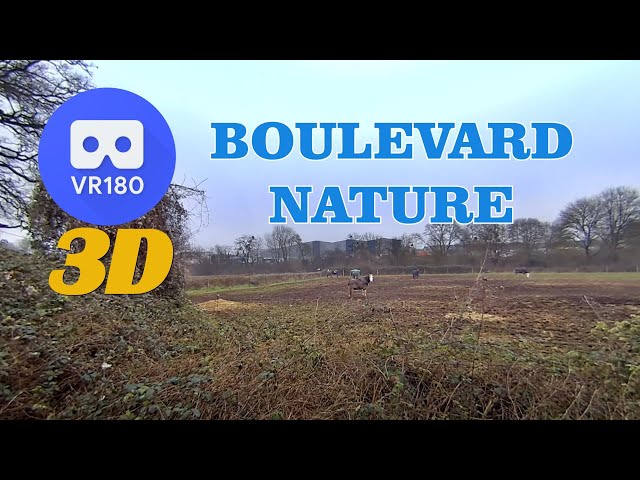 VR180 3D -  8K  - ALLONNES -  Boulevard nature en hivers  - 21 janvier 2025