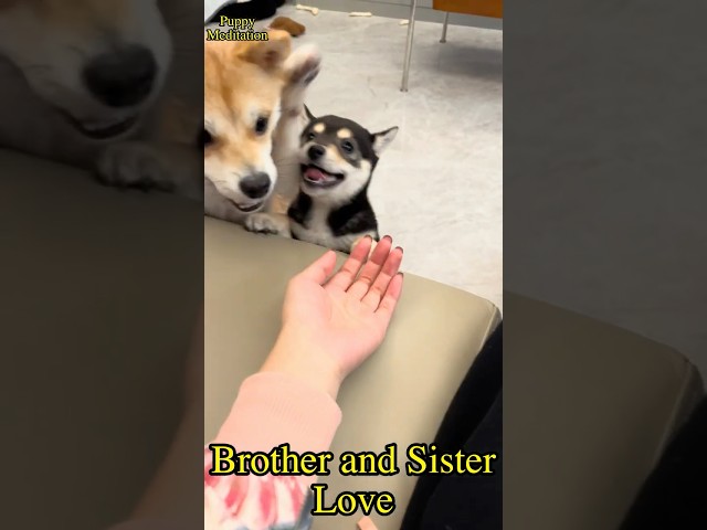 Shiba Inu Sibling Love – Adorable Moments You Can't Miss!