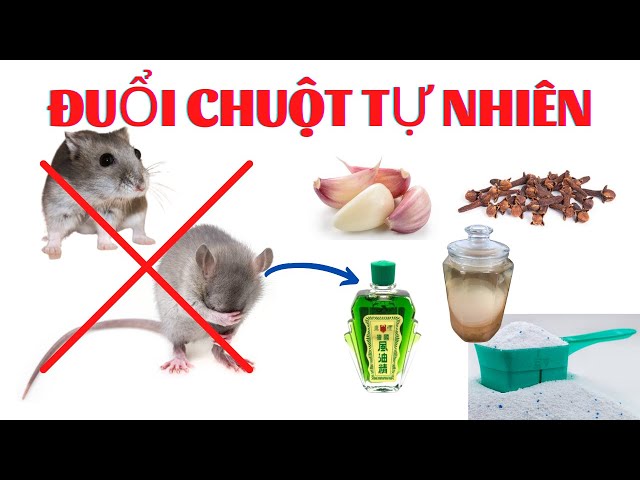 Top 7 ways to keep mice out of the house naturally