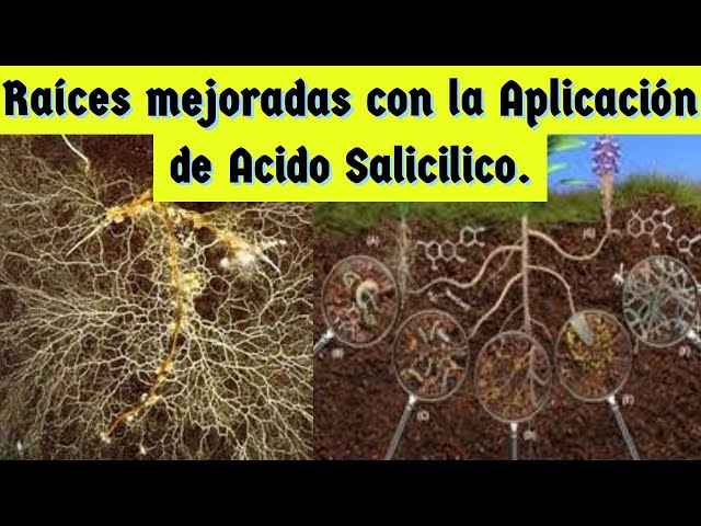 SALICYLIC ACID AND ITS BENEFITS IN AGRICULTURE