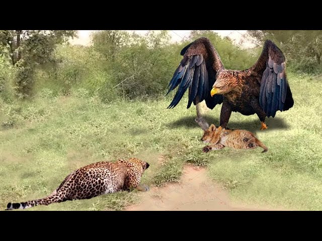 Eagle Attacks Leopard - Stopping The Brutal Hunt To Protect Bird Baby - What Will Happen Next?