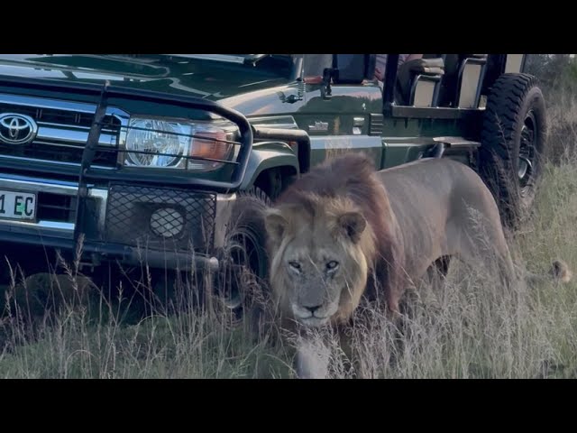 Male lion walks so close to game viewers on safari at Gorah Elephant Camp, Addo Elephant NP.