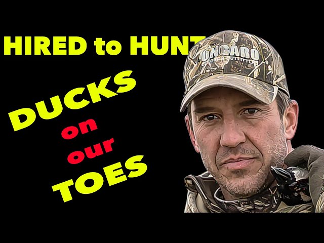 Hired to Hunt Season 7 #3: Ducks on our TOES ... Duck and Goose Hunting. Limit Hunts in Alberta