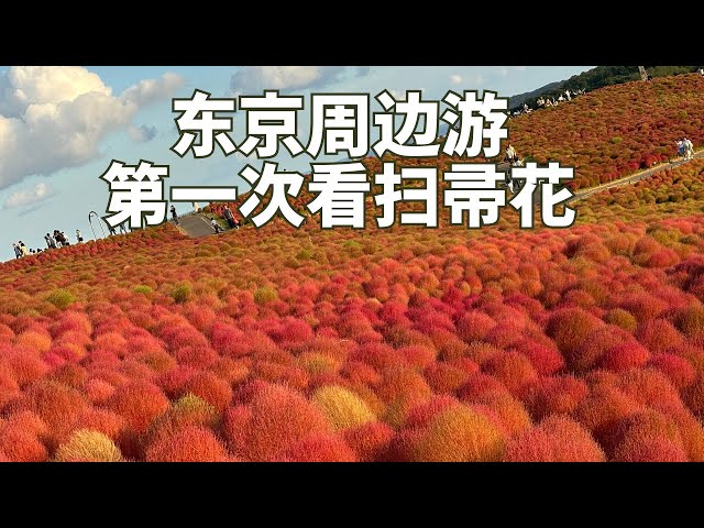 东京找乐子 | 10月份东京周边好玩的 | 日立海滨公园扫帚花