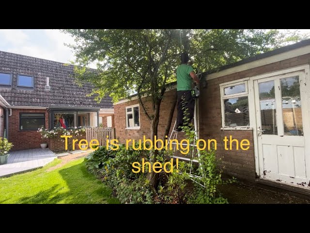 THIS Tree is DAMAGING HOMEOWNERS shed! Branches REMOVED and tree SHAPED