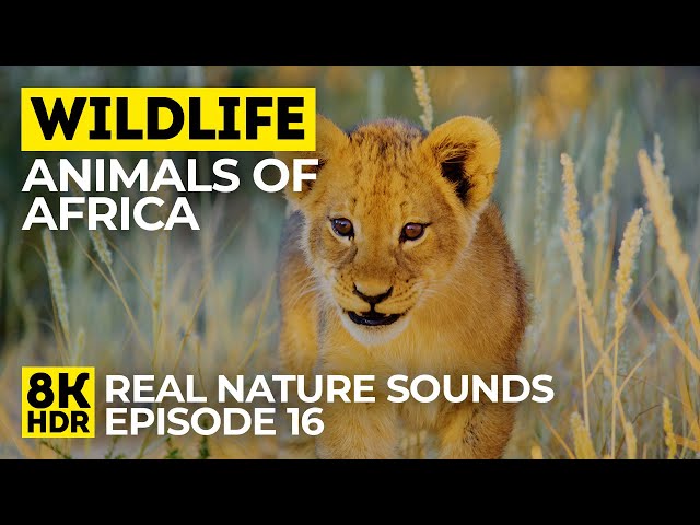 8K HDR Wildlife of Africa - Episode 16 | Animals & Birds of Mabuasehube, Botswana - Nature Sounds