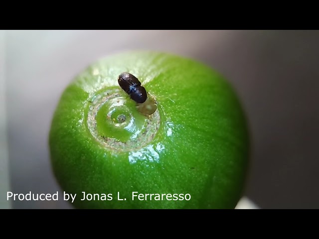 Coffee berry borer (Hypothenemus hampei) walking and eating the coffee berry