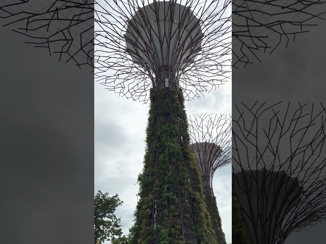 These Trees are HUGE, Singapore #shorts