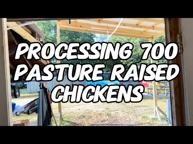 Processing 700 Pasture Raised Chickens