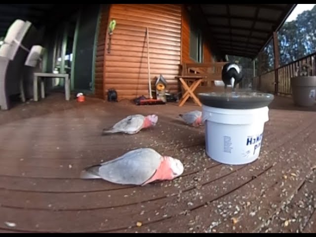 Feeding Time on the verandah