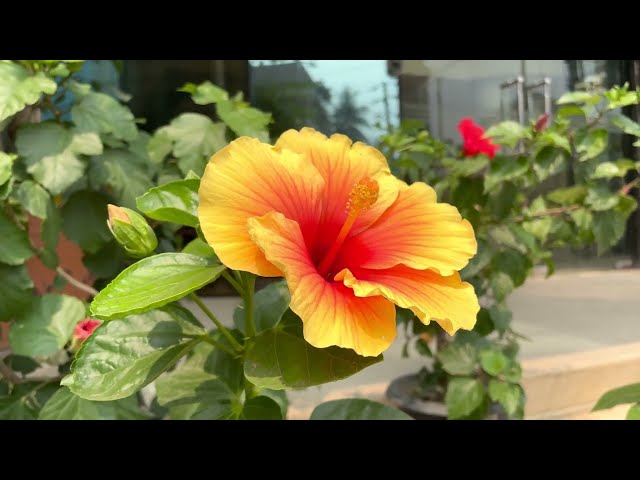 Captivating Yellow Hibiscus - Rose Mallow | Copyright-Free Video Clips | Stock video footage | 4k