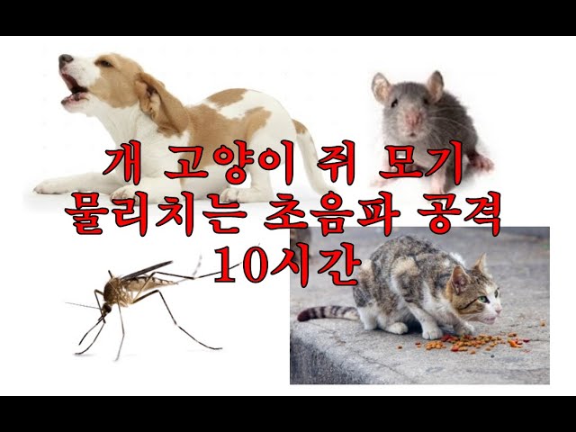 10시간 / ASMR /개,고양이,쥐.모기  /물리치는 초음파 공격