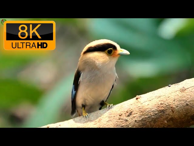 8K ULTRA HD 30FPS BEAUTIFUL BIRDS ANS BIRD'S SINGING STORYLINE