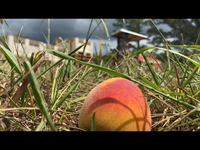 Central Georgia farmers speak out on potential ICE raids prior to peach season