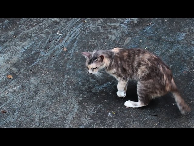 Poor cat walks imperfectly