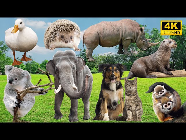 4K Wild Animal Sounds: Duck, Cat, Rhinoceros, Otter, Elephant, Dog - Amazing Animal Soundscape