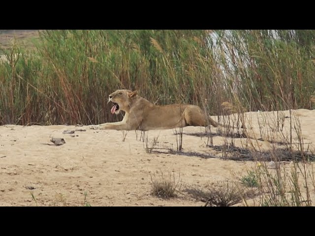 Lion Yawning Lying in a Riverbed - Wildlife Videos from Africa.