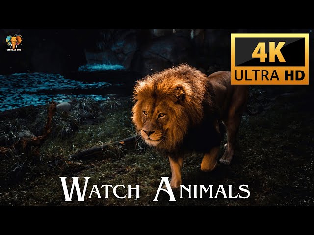 Watch Animals in 4K With Names & Sounds