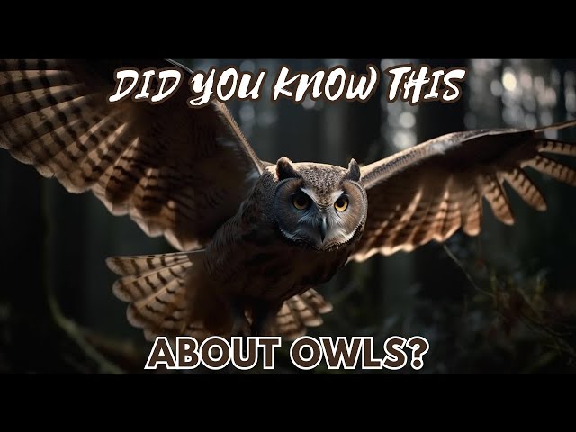 These RARE Owl Facts Will Blow Your Mind!