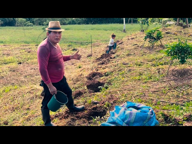 This is how we grow WATERMELON to have good production | Don Valentin