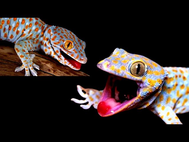 Menakutkan, Tokay, Suara Tokek Yg Keras Seram, Suara Tokek, Gecko Sound, เสียงตุ๊กแก..ร้องน่ากลัว