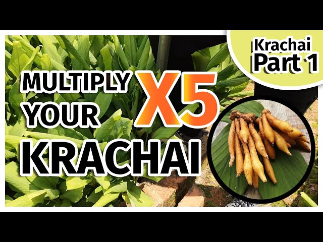 Multiply your Krachai (Finger Root) in effective way Part 1