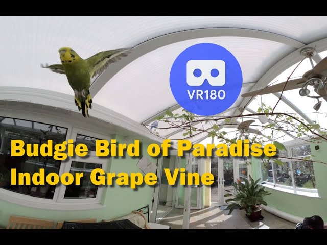 Magical Flowering Budgies Bird of Paradise Indoor Grape Vine Avery Flying Fun in VR 3D 180 UK