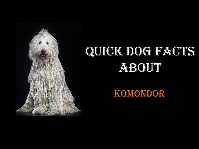 Quick Dog Facts About The Komondor!