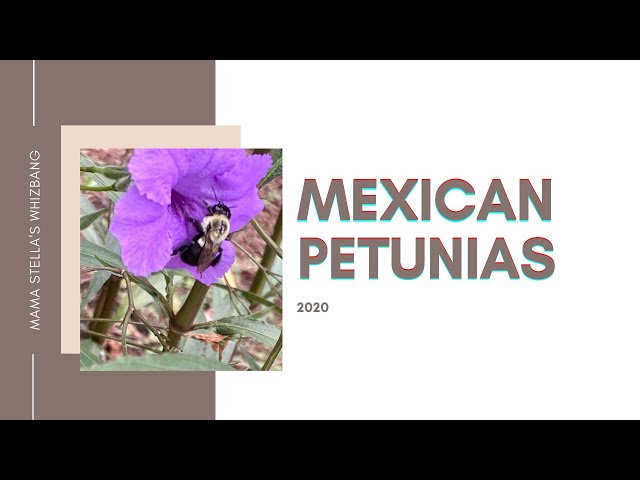 Mexican Petunias