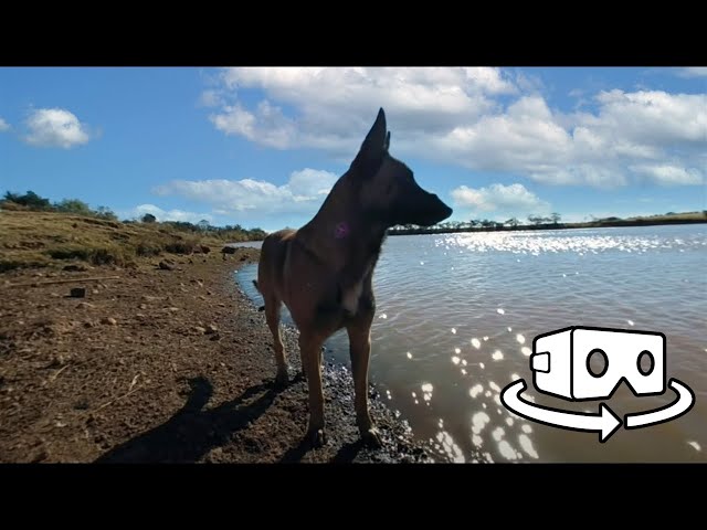 Perros bebiendo agua de la presa