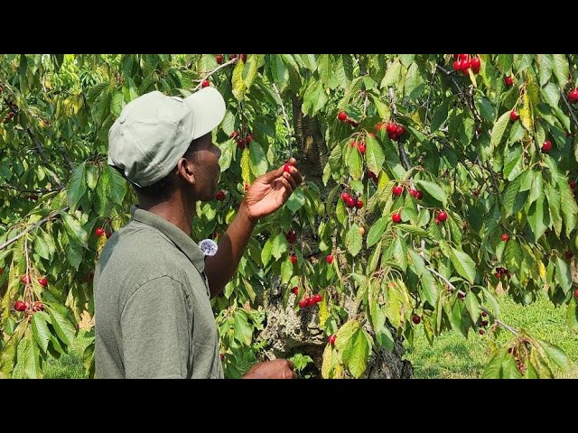 Went Cherry Picking With My Family And This Happened Must Watch