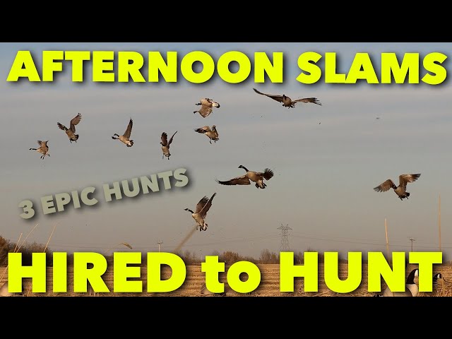 AFTERNOON SLAMS ... 3 Epic Hunts_Hired to Hunt Season 6: Hunting Limits of Ducks & Geese at Ongaro's