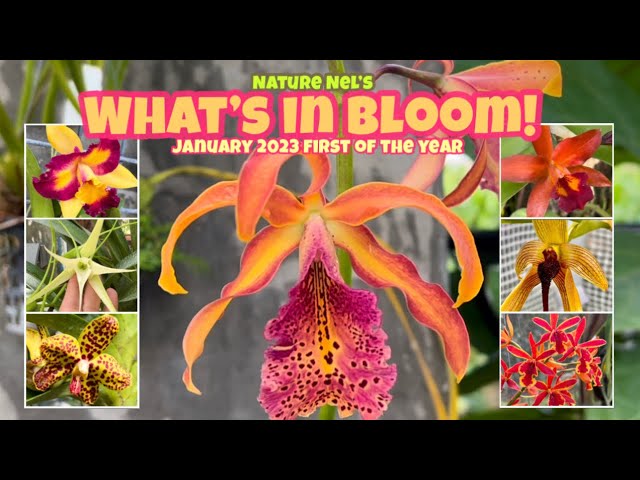 WHAT’S IN BLOOM IN JANUARY 2023. Amazing new exotic flowers to share this month. Bonus ending.