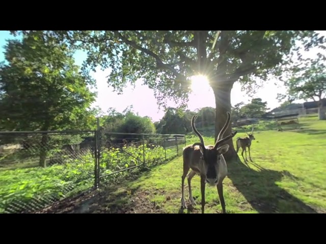 Forest Reindeer [VR180]