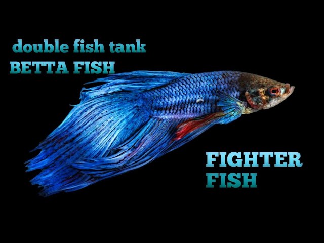 fighter 🎏 fish tank | fighter fish