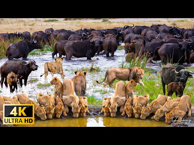 4K African Wildlife: Tsavo West National Park -The Role of Speed in Survival | Animal documentary